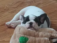 Oreo, a male French Bulldog for sale in Moss Beach, CA – 7 of 10