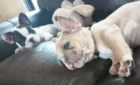 Gracie, a female French Bulldog for sale in Moss Beach, CA – 7 of 10