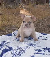 Gracie, a female French Bulldog for sale in Moss Beach, CA – 5 of 9