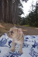 Gracie, a female French Bulldog for sale in Moss Beach, CA – 4 of 9