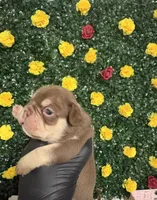 Red, a male French Bulldog for sale in Homestead, FL – 7 of 8