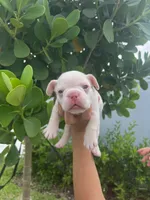 Red, a male French Bulldog for sale in Homestead, FL – 4 of 8