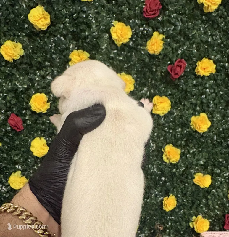 Albino – French Bulldog puppy for sale in Homestead, FL