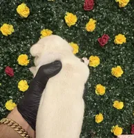 Albino, a male French Bulldog for sale in Homestead, FL – 1 of 2