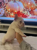 Red, a male French Bulldog for sale in Homestead, FL – 1 of 8
