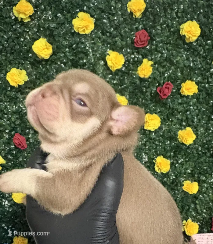 Rojo – French Bulldog puppy for sale in Homestead, FL