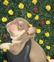 Rojo, a male French Bulldog for sale in Homestead, FL – 1 of 1