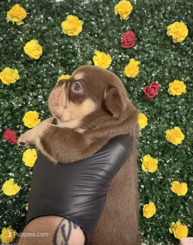 Choco – French Bulldog puppy for sale in Homestead, FL
