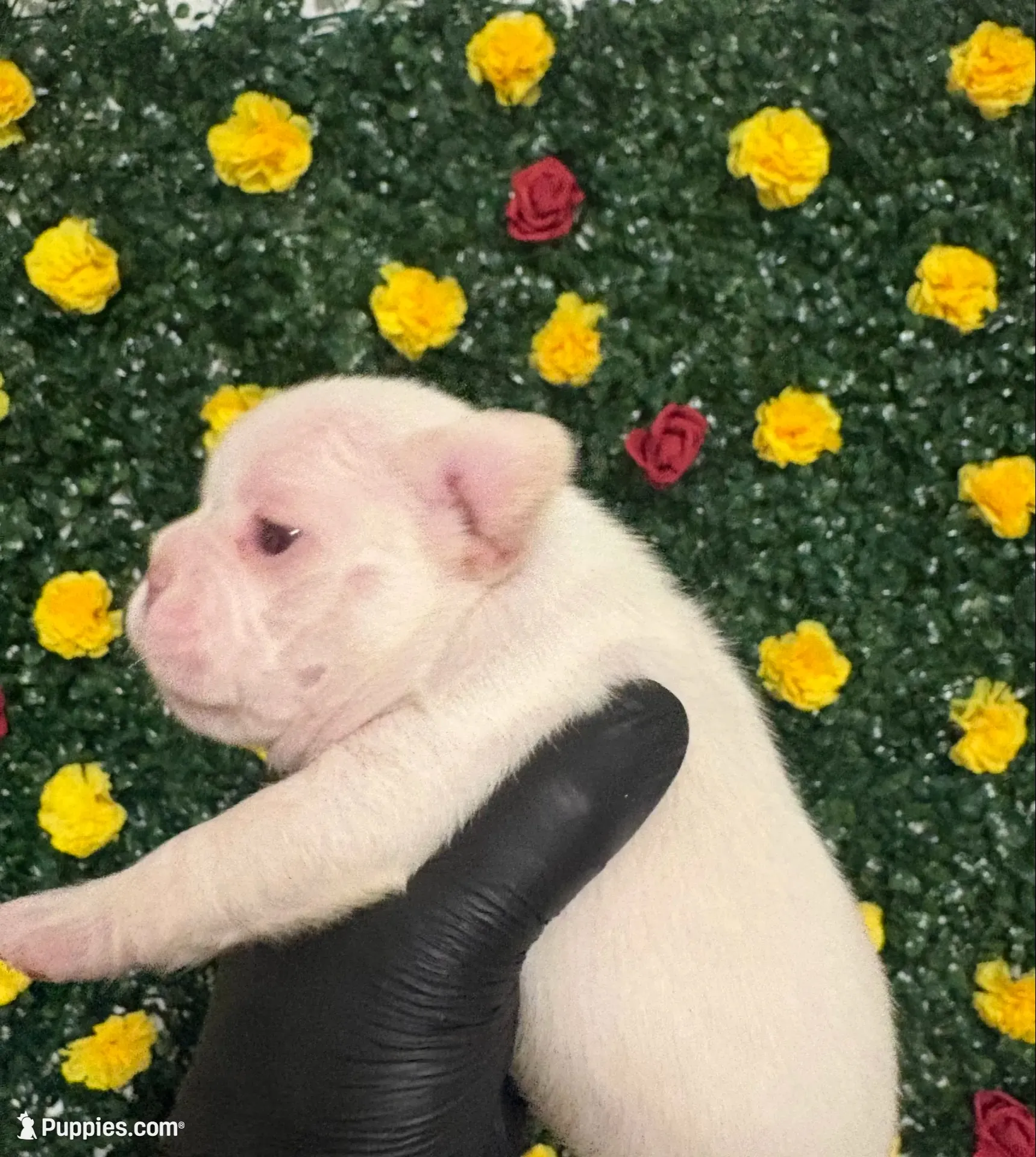 Red, a male French Bulldog for sale in Homestead, FL – 5 of 8
