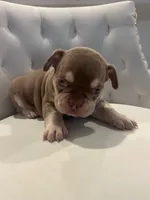 Red, a male French Bulldog for sale in Homestead, FL – 3 of 8