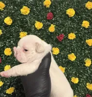 Albino, a male French Bulldog for sale in Homestead, FL – 2 of 2
