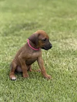 Pink, a female Rhodesian Ridgeback for sale in Rio Medina, TX – 3 of 4