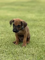 Blue, a male Rhodesian Ridgeback for sale in Rio Medina, TX – 2 of 4