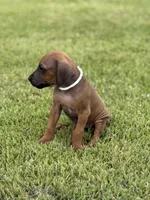 White, a male Rhodesian Ridgeback for sale in Rio Medina, TX – 2 of 4