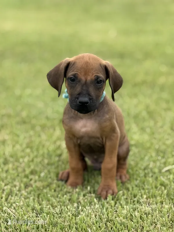 Blue – Rhodesian Ridgeback puppy for sale in Rio Medina, TX