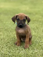 Blue, a male Rhodesian Ridgeback for sale in Rio Medina, TX – 1 of 4
