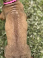 Pink, a female Rhodesian Ridgeback for sale in Rio Medina, TX – 4 of 4