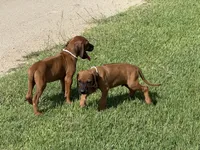 Cruiser, a male Rhodesian Ridgeback for sale in Rio Medina, TX – 2 of 7