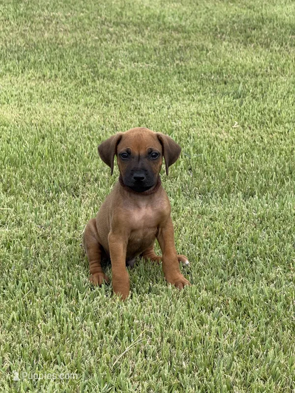 Brown – Rhodesian Ridgeback puppy for sale in Rio Medina, TX