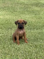 Brown, a male Rhodesian Ridgeback for sale in Rio Medina, TX – 1 of 4