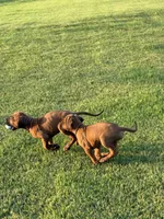 Rooster, a male Rhodesian Ridgeback for sale in Rio Medina, TX – 3 of 7