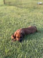 Rooster, a male Rhodesian Ridgeback for sale in Rio Medina, TX – 2 of 7