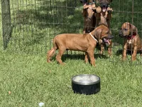 Bruiser, a male Rhodesian Ridgeback for sale in Rio Medina, TX – 2 of 7