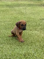 Red, a male Rhodesian Ridgeback for sale in Rio Medina, TX – 3 of 4
