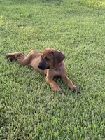 Pinky, a female Rhodesian Ridgeback for sale in Rio Medina, TX – 3 of 7