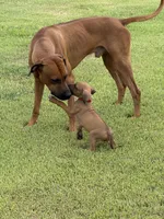 Red, a male Rhodesian Ridgeback for sale in Rio Medina, TX – 4 of 4