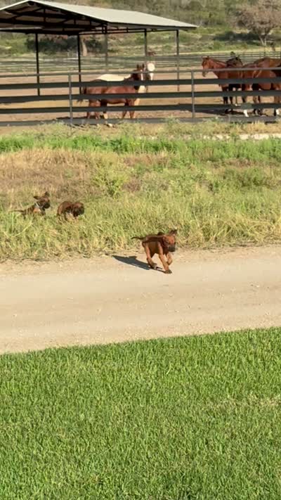 Pinky, a female Rhodesian Ridgeback for sale in Rio Medina, TX – 7 of 7