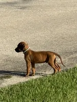 Blu, a male Rhodesian Ridgeback for sale in Rio Medina, TX – 2 of 7