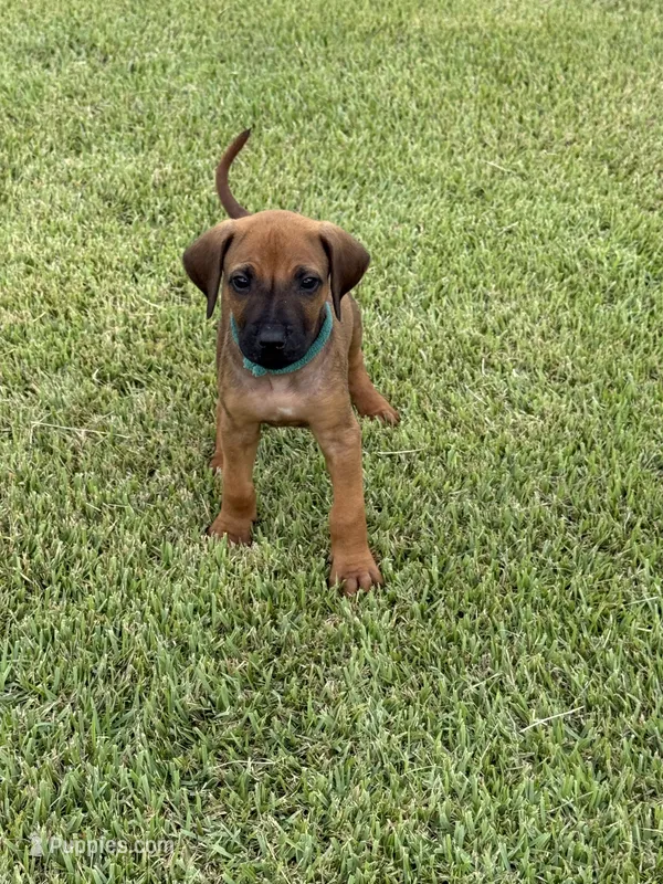 Green – Rhodesian Ridgeback puppy for sale in Rio Medina, TX