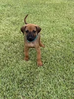 Green, a male Rhodesian Ridgeback for sale in Rio Medina, TX – 1 of 4