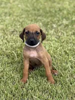 Gray, a male Rhodesian Ridgeback for sale in Rio Medina, TX – 1 of 4