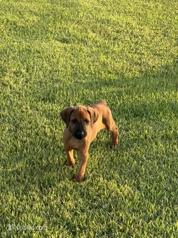 Shadow – Rhodesian Ridgeback puppy for sale in Rio Medina, TX
