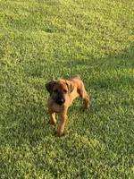 Shadow, a male Rhodesian Ridgeback for sale in Rio Medina, TX – 1 of 7