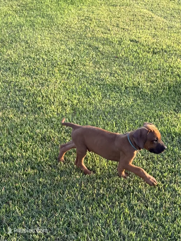 Blu – Rhodesian Ridgeback puppy for sale in Rio Medina, TX