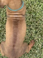 Green, a male Rhodesian Ridgeback for sale in Rio Medina, TX – 4 of 4