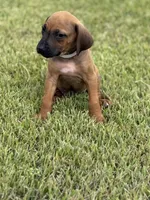 Gray, a male Rhodesian Ridgeback for sale in Rio Medina, TX – 2 of 4