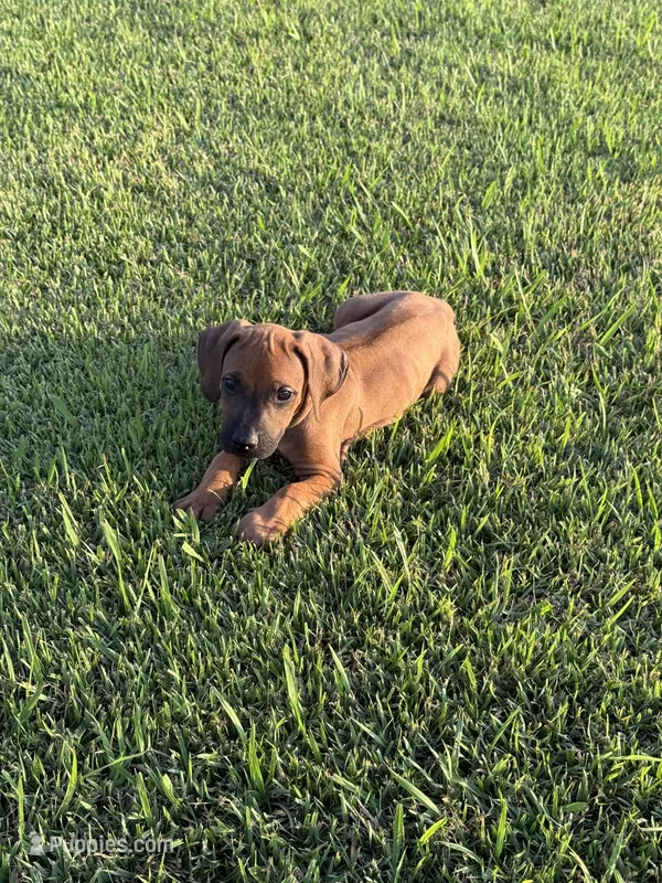 Bruiser, a male Rhodesian Ridgeback for sale in Rio Medina, TX – 1 of 7