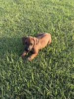 Bruiser, a male Rhodesian Ridgeback for sale in Rio Medina, TX – 1 of 7