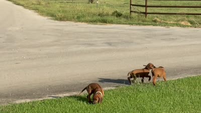 Blu, a male Rhodesian Ridgeback for sale in Rio Medina, TX – 7 of 7
