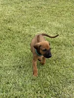 Green, a male Rhodesian Ridgeback for sale in Rio Medina, TX – 3 of 4