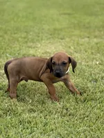White, a male Rhodesian Ridgeback for sale in Rio Medina, TX – 3 of 4