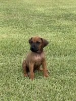 Brown, a male Rhodesian Ridgeback for sale in Rio Medina, TX – 2 of 4