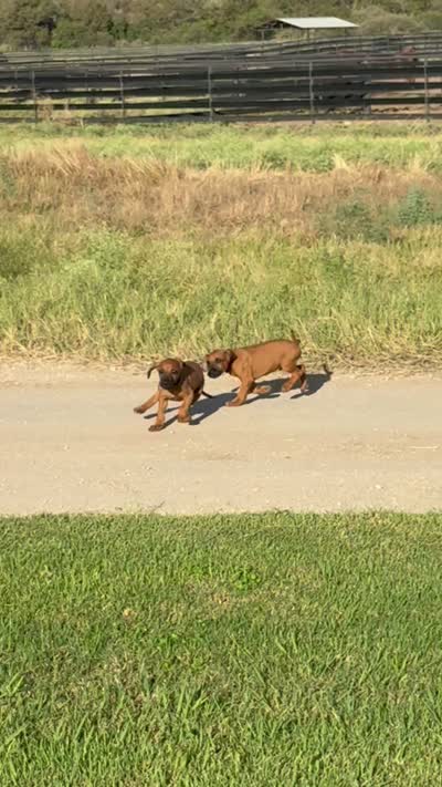 Magellan, a male Rhodesian Ridgeback for sale in Rio Medina, TX – 7 of 7