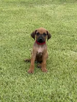 Red, a male Rhodesian Ridgeback for sale in Rio Medina, TX – 1 of 4