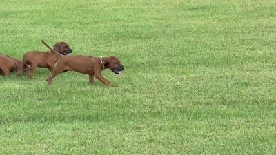 Bruiser, a male Rhodesian Ridgeback for sale in Rio Medina, TX – 7 of 7