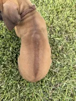 Brown, a male Rhodesian Ridgeback for sale in Rio Medina, TX – 4 of 4